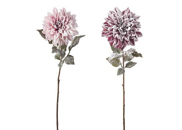 DALIA INNEVATA 2 COL.CM 73