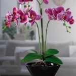 VASO C/ORCHIDEA 20F A4C DIAM20XH53 ART.55481