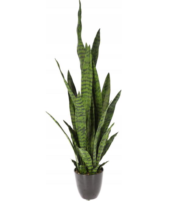 PIANTA SANSEVIERIA 92CM
ART.317100600 PIANTA SANSEVIERIA 92CM ART.317100600