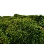 MUSCHIO NATURALE GR.500 IN SCATOLA ART.19808007