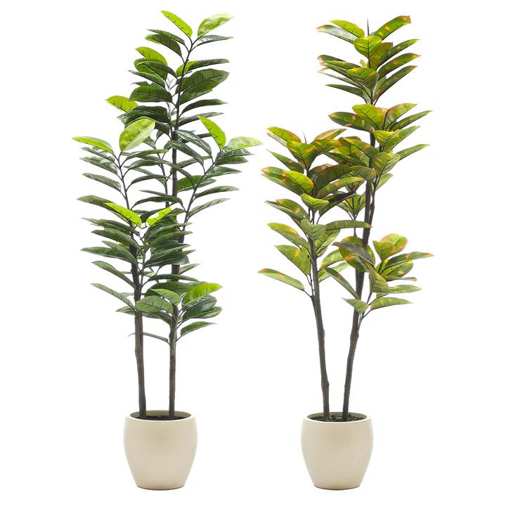 PIANTA IN VASO FICUS H165CM BIANCO 2ASS ART.510513 PIANTA IN VASO FICUS H165CM BIANCO 2ASS ART.510513