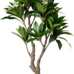 PIANTA IN VASO ARTIFICIALE 150CM ART.318001430